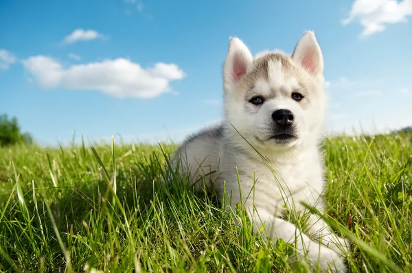 Сибірський хаски собаки цуценя — стокове фото