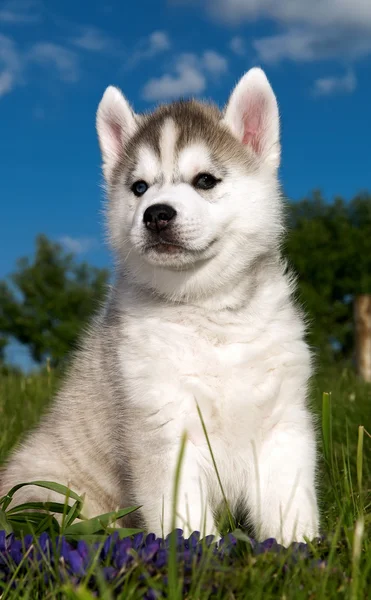 Siberian husky dog puppy — Stock Photo, Image