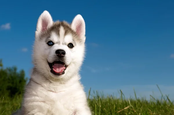 Sibiřský husky pes štěně — Stock fotografie