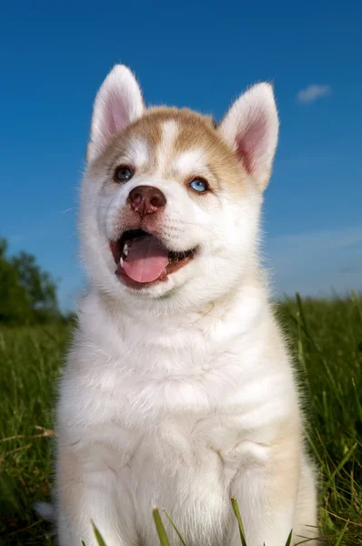 Cachorrinho de cachorro Husky siberiano — Fotografia de Stock