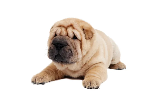 Joven cachorro sharpei perro —  Fotos de Stock