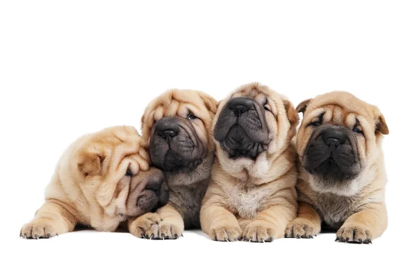 Група шарпейських собак — стокове фото