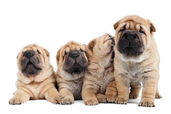 Група щенячого собаки шарпей — стокове фото