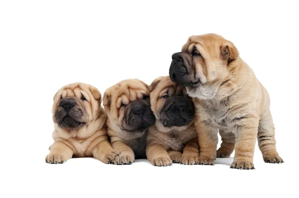 Grupo de cão sharpei pequeno — Fotografia de Stock