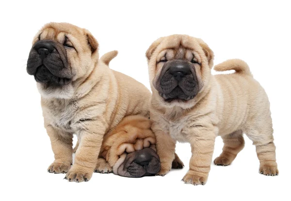 Tři vlčáky štěně pes — Stock fotografie
