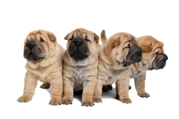 Group of little puppy dogs — Stock Photo, Image