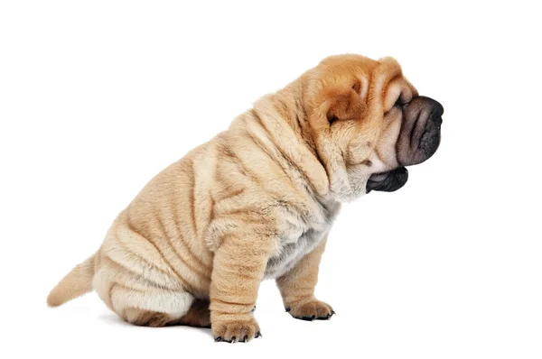 Young sharpei puppy dog — Stock Photo, Image