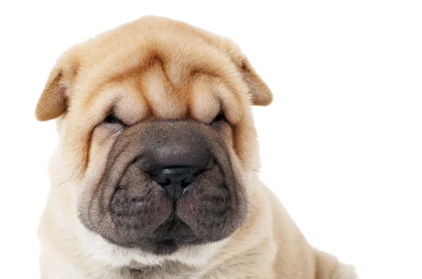 Крупним планом морда собаки шарпей — стокове фото