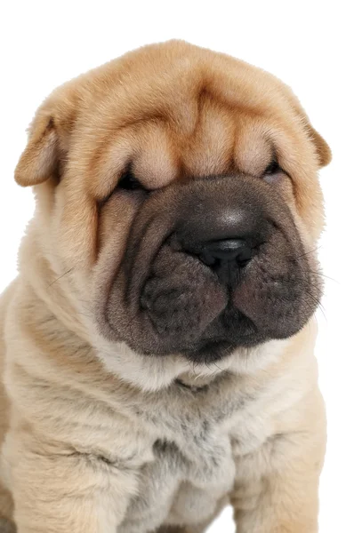 Young sharpei puppy dog — Stock Photo, Image