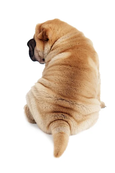 Rear view of sharpei puppy — Stock Photo, Image