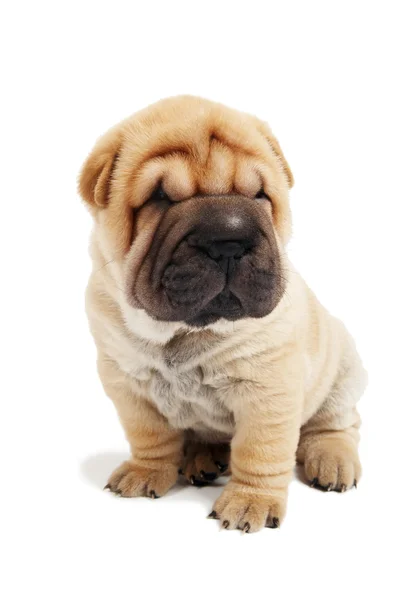 Сидячий собака цуценя шарпей — стокове фото