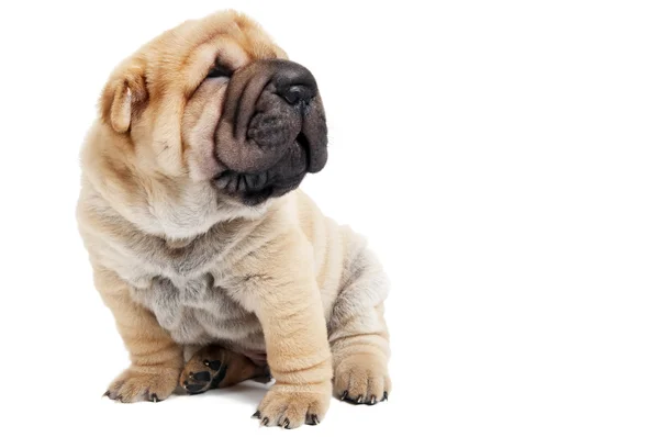 Сидящий остроносый щенок — стоковое фото