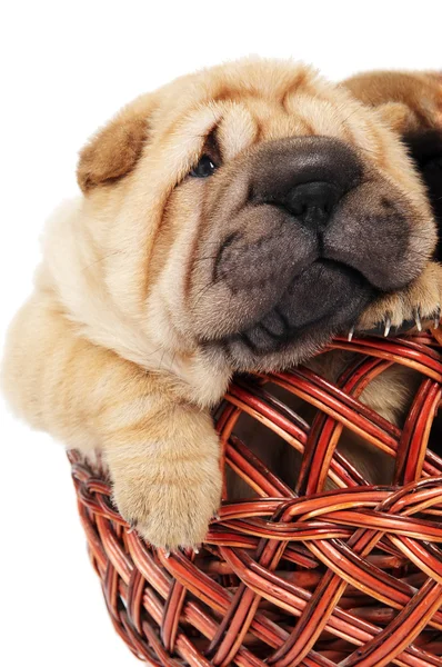 Sharpei puppy in basket — Stock Photo, Image