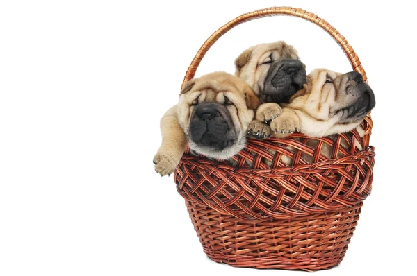 Grupa sharpei małych psów w koszyku — Zdjęcie stockowe