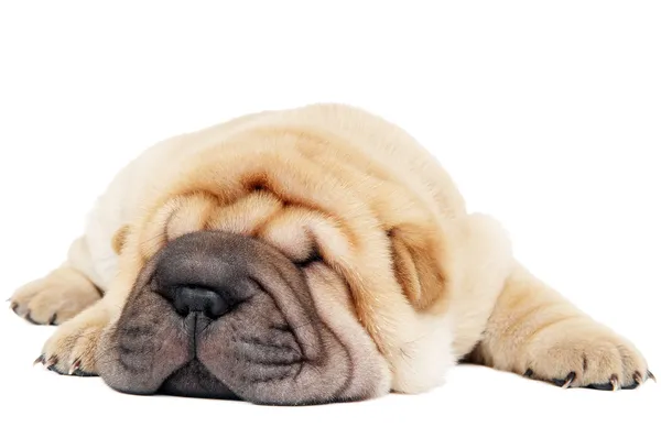 Крупним планом молодий лежачий шарпей собака — стокове фото