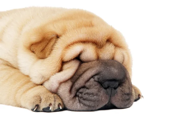 Крупним планом морда собаки шарпей — стокове фото