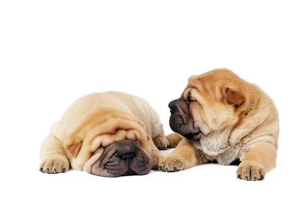 Dos perros cachorros sharpei —  Fotos de Stock