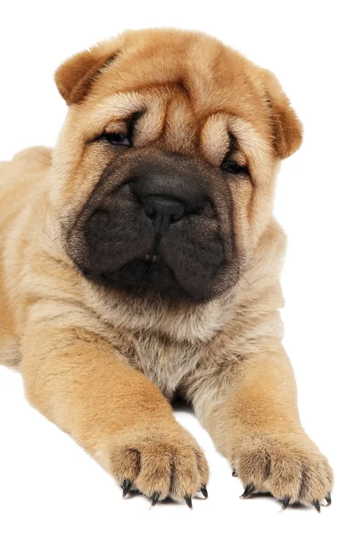 Giovane cane cucciolo sharpei — Foto Stock