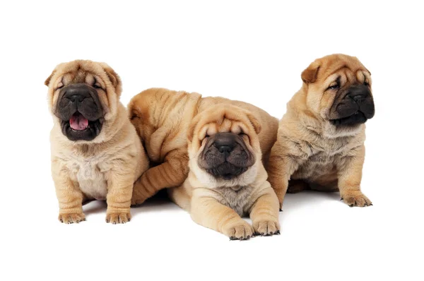 Gruppo di piccoli cani sharpei — Foto Stock