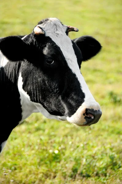 Kopf einer gehörnten Kuh über Weide — Stockfoto