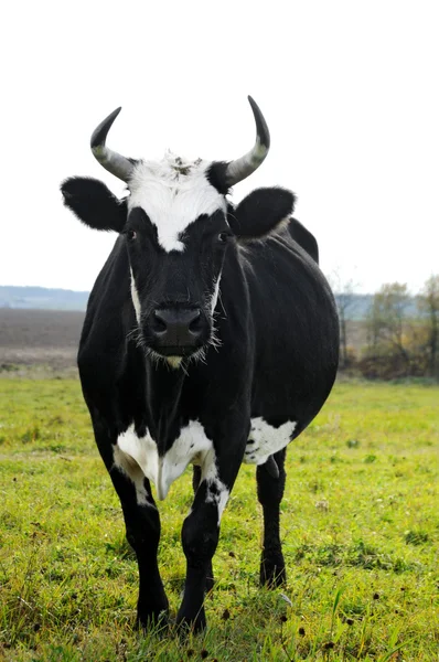 Horned cow on green pasture — Stock Photo, Image