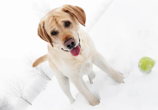 Lekfull retriever hund i vinter — Stockfoto