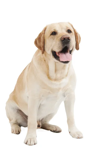 Собака Лабрадор ретрівер жовтий — стокове фото