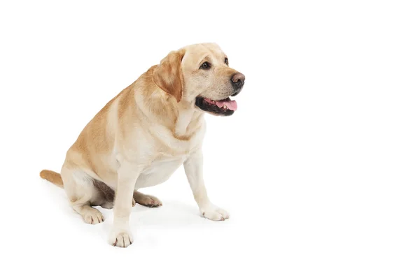 Σκύλος labrador retriever κίτρινο — Φωτογραφία Αρχείου
