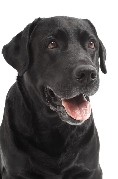 Szczegół czarny labrador pies myśliwski pies na białym tle — Zdjęcie stockowe