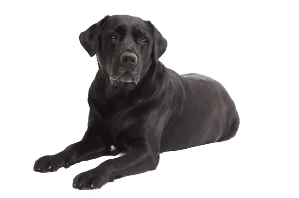 Lying Black Retriever Labrador Dog isolado — Fotografia de Stock