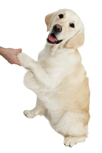 Gelber Golden Retriever Hund — Stockfoto