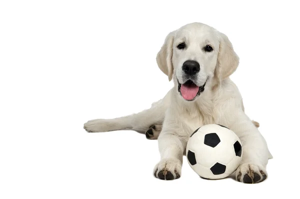 stock image Golden purebread retriever dog