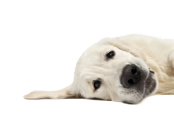 Golden purebread retriever dog — Stock Photo, Image