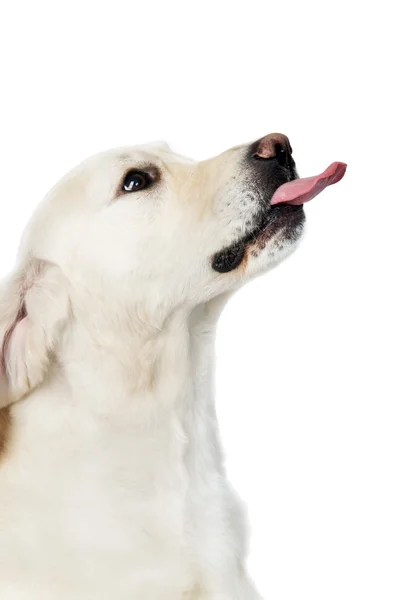 Purebread zlatý retrívr pes — Stock fotografie