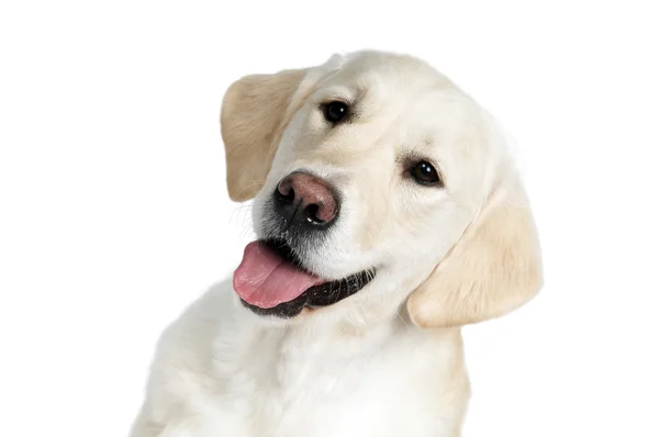 Golden purebread retriever dog — Stock Photo, Image