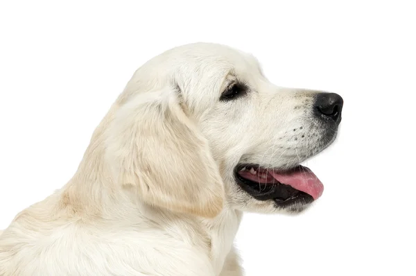 Golden cane da recupero di razza pura — Foto Stock