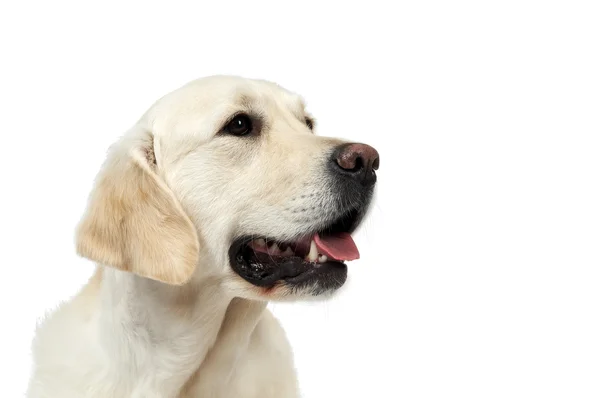 Golden Pürebread Retriever Hund — Stockfoto