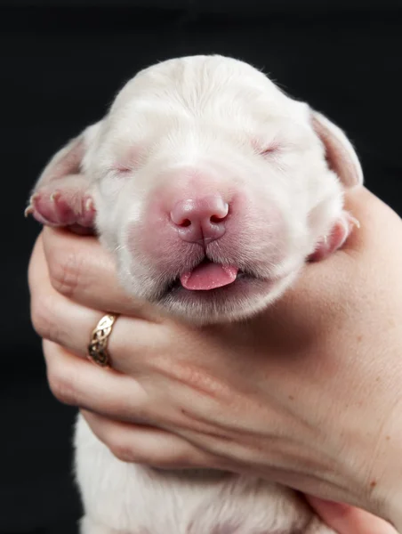 Newborn golden retriever puppy — Stock Photo, Image