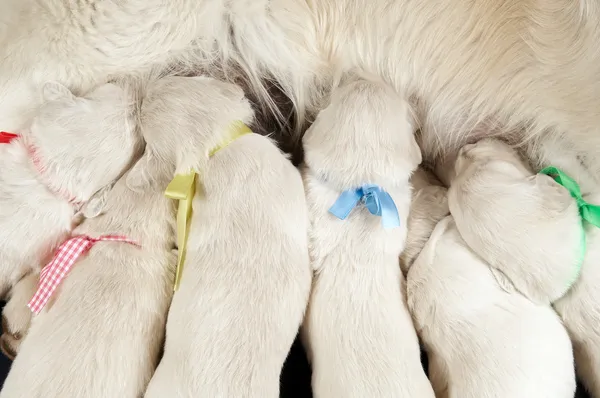 Pasgeboren retriever pup voeding — Stockfoto