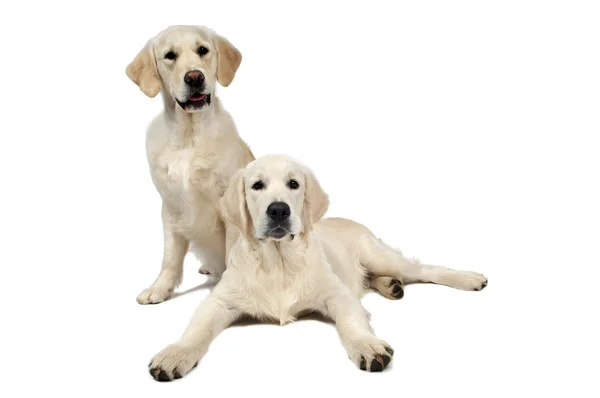 Golden cane da recupero di razza pura — Foto Stock