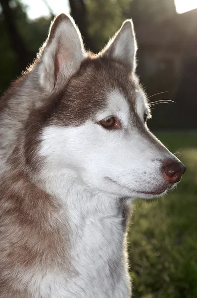 Closeup husky hond buiten — Stockfoto