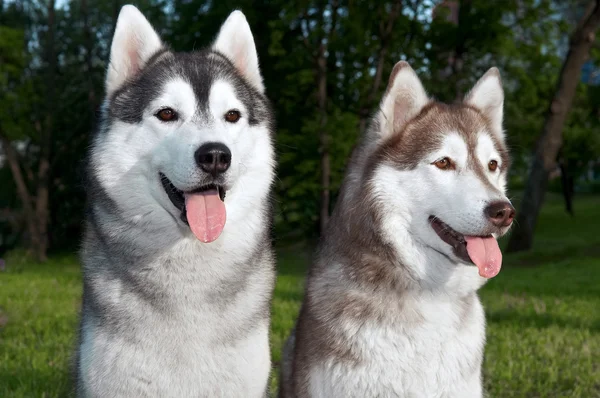 Par de cães husky ao ar livre — Fotografia de Stock