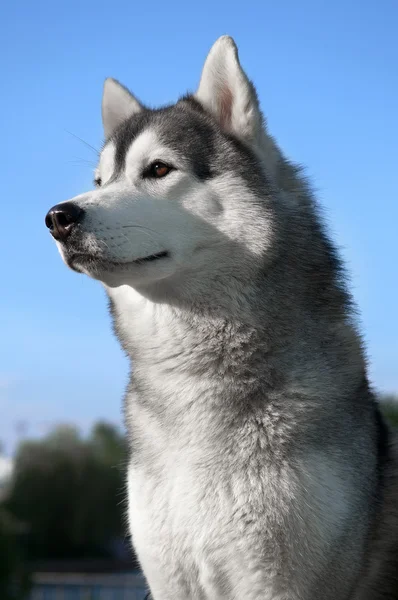 Husky hond buiten — Stockfoto