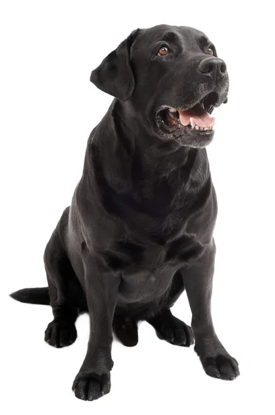 Czarny pies, labrador pies na białym tle — Zdjęcie stockowe