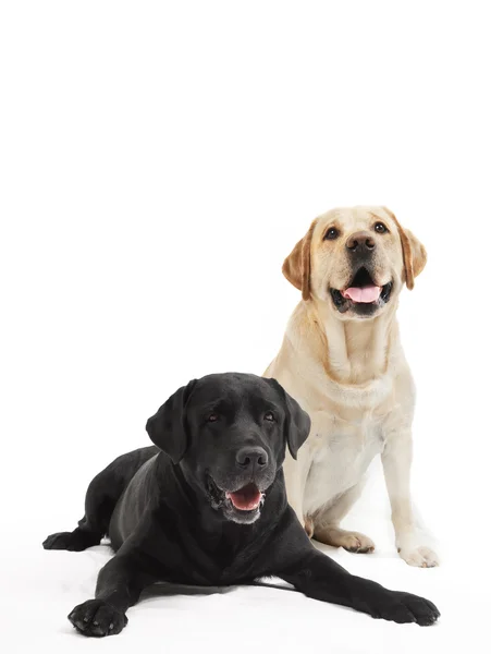 Δύο σκυλιά Λαμπραντόρ Ριτρίβερ — Φωτογραφία Αρχείου