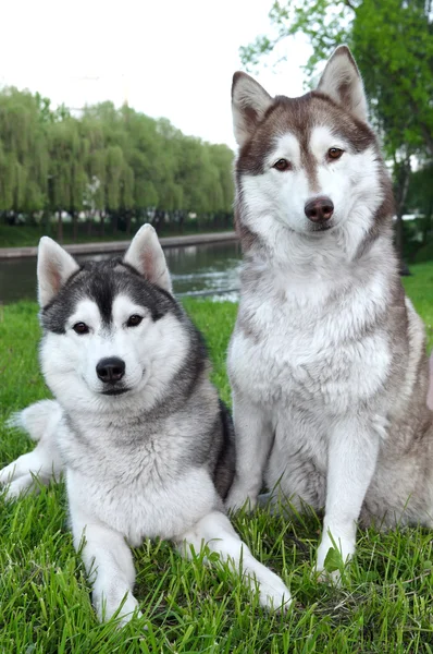 Pair of husky dogs outdoors — Stock Photo, Image
