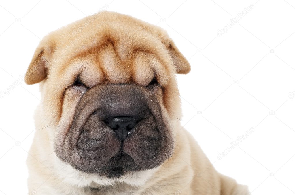 Closeup muzzle of sharpei dog