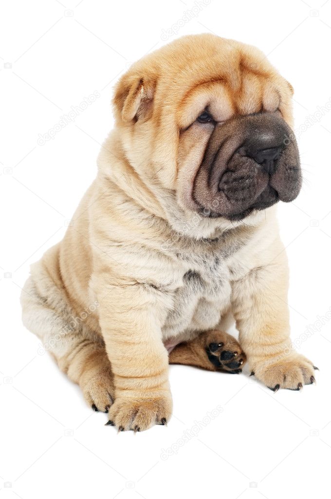 Young sharpei puppy dog
