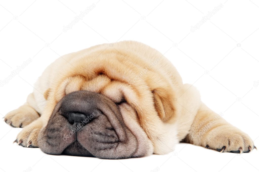 Closeup young lying sharpei dog