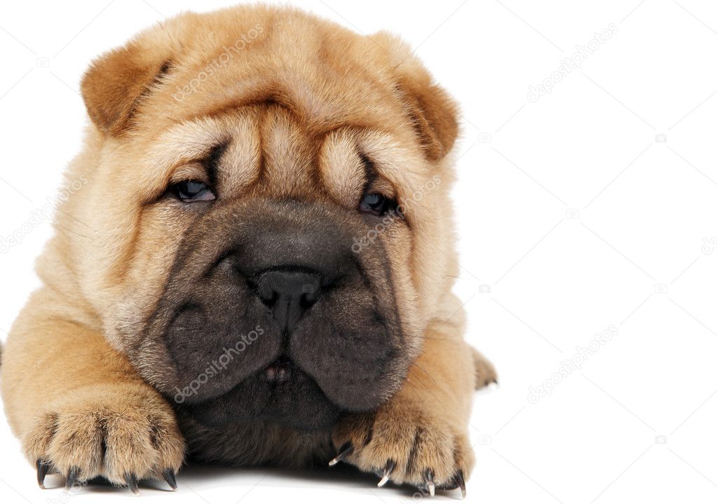 Young sharpei puppy dog